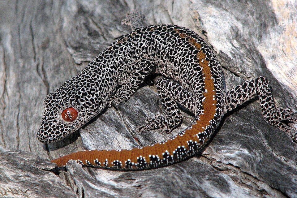Golden Fried Lizard Tail