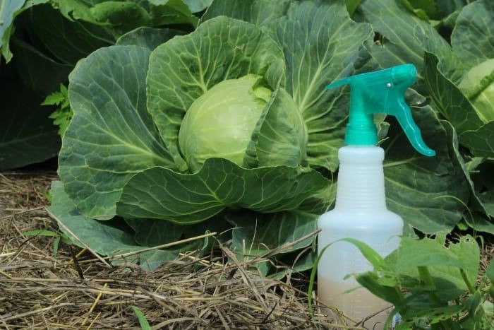 Jadam Garlic Pest Spray