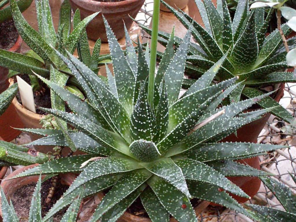 Succulent Thunder Lizard Tail