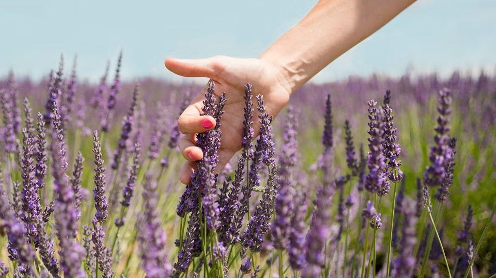 Aloe Vera Lavender Relaxation Drink