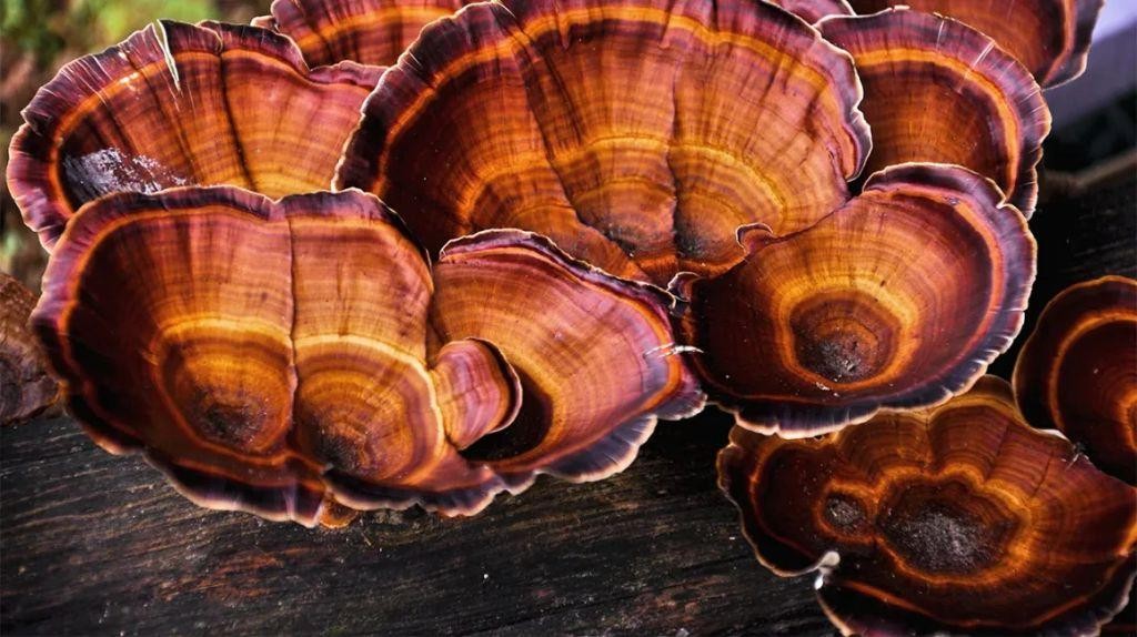 Cordyceps and Astragalus Herbal Tea